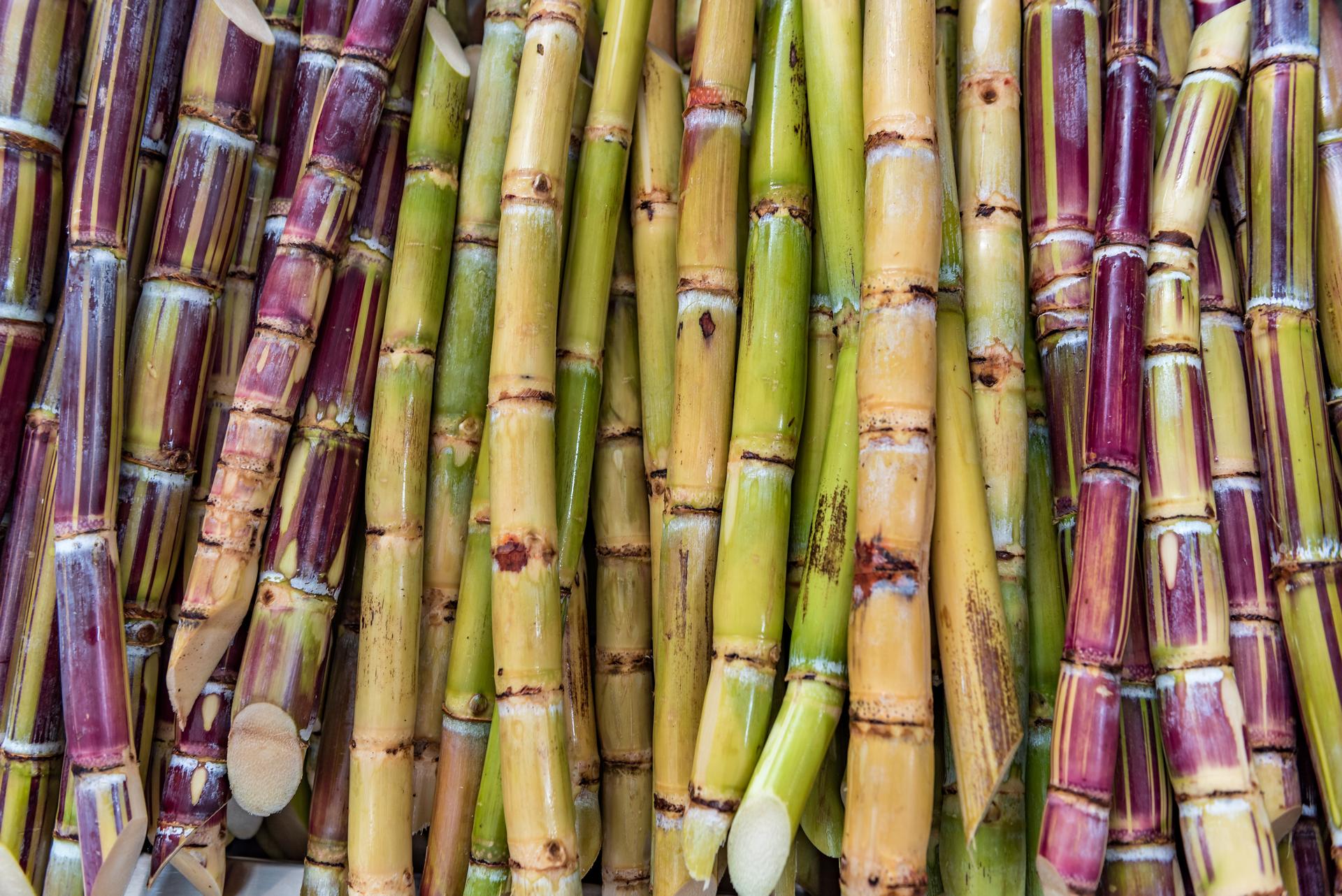Sugarcane in Uganda ADAMA East Africa